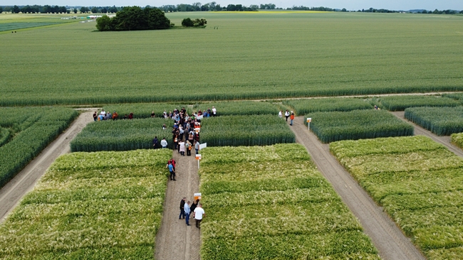 przedstawia zgromadzonych uczestników spotkania „Dnia Pola” zorganizowanego w ZDOO Nowa Wieś Ujska na tle żyta